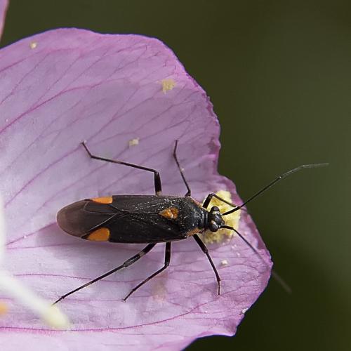 Réf. 234 836 : Capsodes flavomarginatus